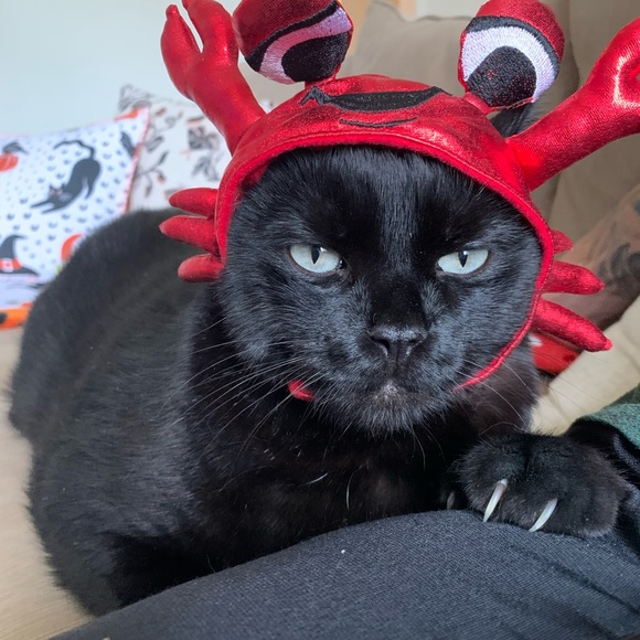 POSH AMBASSADOR ⭐️ TOP RATED SELLER - Picture 6 of 8